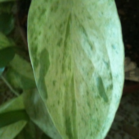 Spotting Image 1