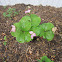 Large-flowered Trillium