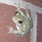 Gray Tree Frog
