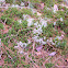 Clubmoss