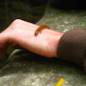 Southern Two-lined Salamander