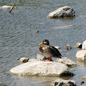 Mallard