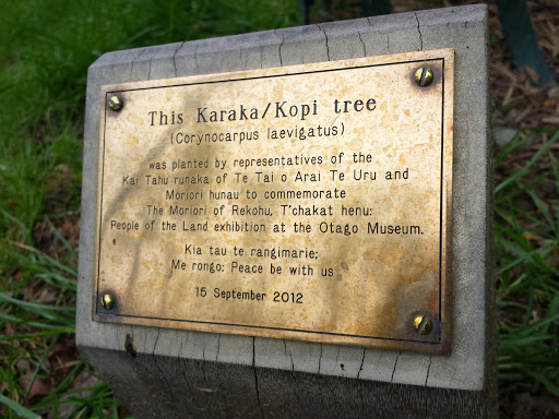 This Karaka/Kopi Tree