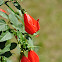 Turk's cap or Sleeping hibiscus