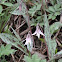 White Trout Lily