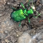 Six spotted tiger beetle