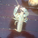 American Lobster
