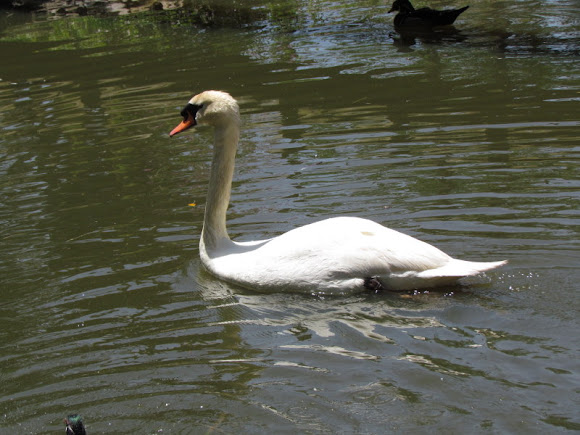Spotting Image 1