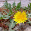 Common Dandelion