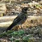 American robin (juvenile)
