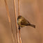 Mosquitero común (Common Chiffchaff)