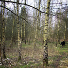 Silver Birch woods