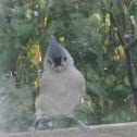 Tufted Titmouse
