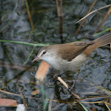 Lesser Swamp Warbler