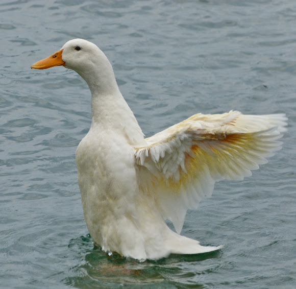Spotting Image 1
