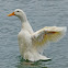 Aylesbury duck