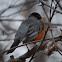 American Robin