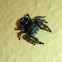 Phidippus Jumping Spider