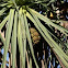 Pandanus or Screw Pine