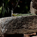 Lagarto Ocelado