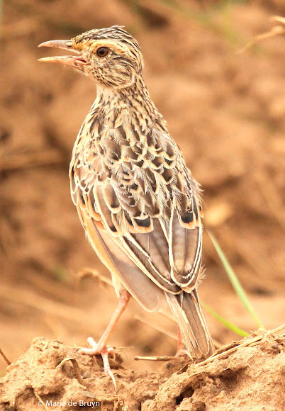 Spotting Image 1