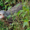Crab-eating Mongoose