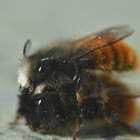 Hornfaced Bee