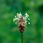 Ribwort Plantain