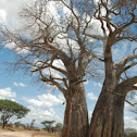 baobab tree