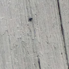 House Fly