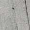 House Fly