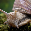 Burgundy Snail