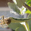 Green Lynx Spider