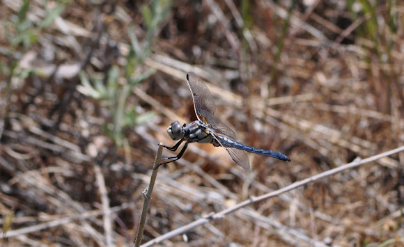 Spotting Image 1