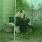 Giant Panda