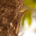 The Southern Flying Lizard