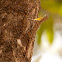 The Southern Flying Lizard