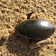 Aquatic beetle