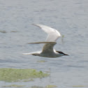 Gull-billed Tern