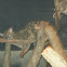 Small-spotted Genet