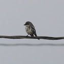 Loggerhead Shrike