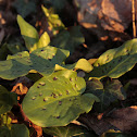 Wild arum, Cuckoo-Pint