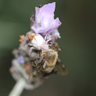 Flower Crab Spider