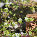 Common chickweed