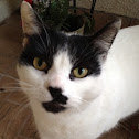 House cat