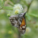 American Snout