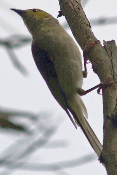 Spotting Image 1