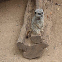 Meerkat
