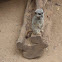 Meerkat