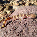 Banded Gecko